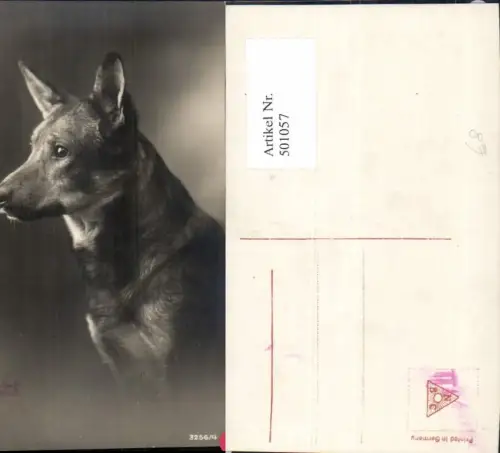 501057,Foto Ak Hund Hundekopf Portrait
