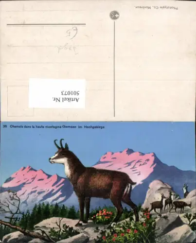 501073,Gams Chamois dans la haute montagne Gemsen i. Hochgebirge Jagd