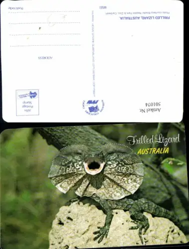 501074,Frilled Lizard Australia Echse Reptil