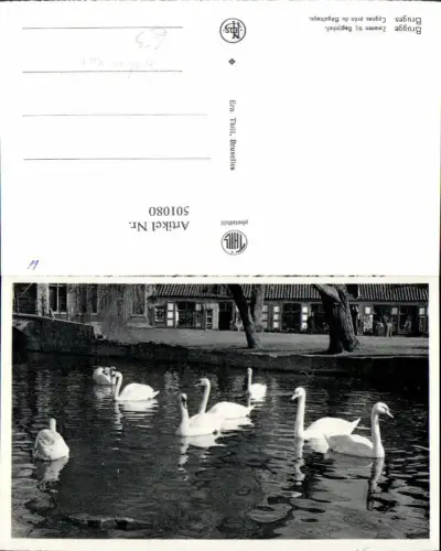 501080,Schwan Schwäne Brugge Zwanen bij Begijnhof