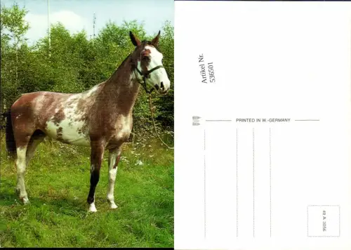 536501,Pferde Pferd