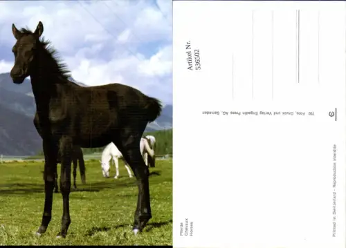 536502,Pferde Pferd