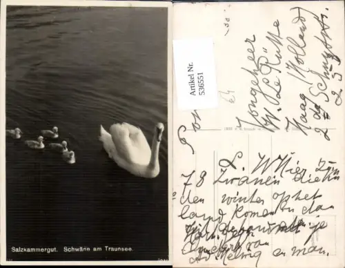 536551,Tiere Schwäne Schwan Küken Traunsee Gmunden Schwan