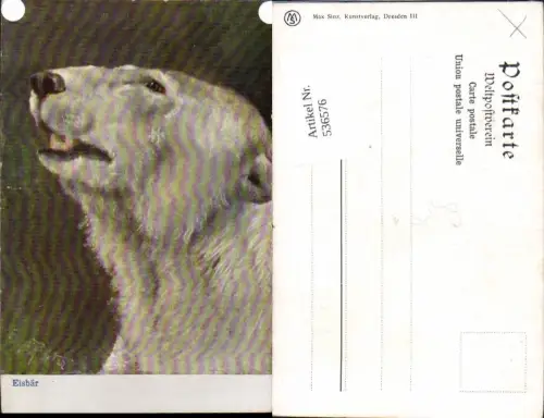 536576,tolle AK Tiere Eisbär Bär pub Max Sinz Dresden