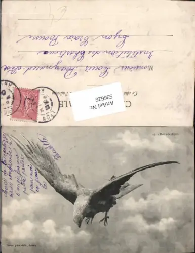 536626,Tiere Adler Steinadler im Flug