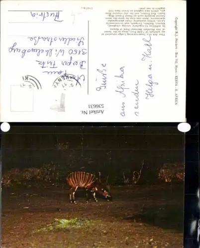 536631,Tiere Kenya Aberdare National park