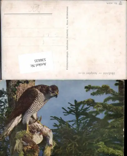 536635,Tiere Habicht mit Beute Jagd
