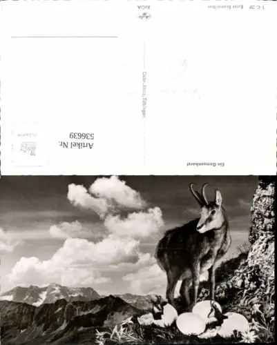 536639,Tiere gemse Fotomontage