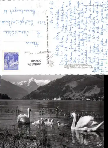 536640,Tiere Schwan Schwäne Zell am See