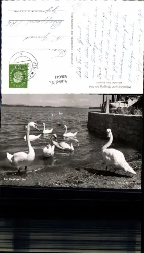 536641,Tiere Schwan Schwäne Waging am See
