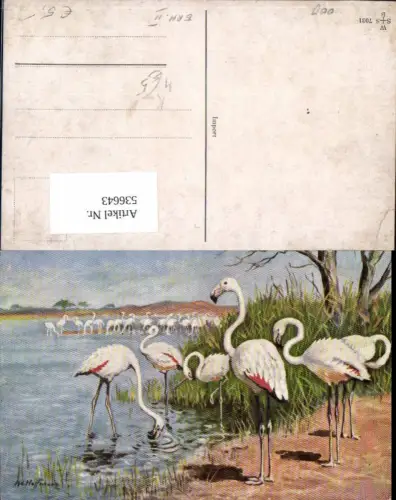 536643,Künstler AK Ad. Hoffmann Tiere Flamingos Flamingo