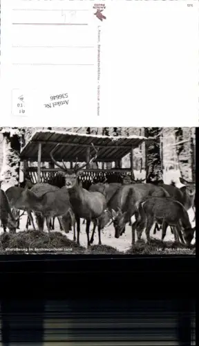 536646,Tiere Berchtesgaden Wildfütterung Hirsch Rehe Reh