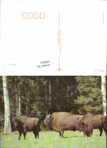 536652,Tiere Wisente Wisent