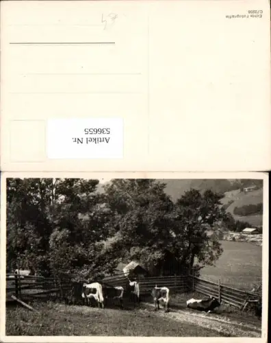 536655,Tiere Kuh Kühe Bauernhof Landwirtschaft