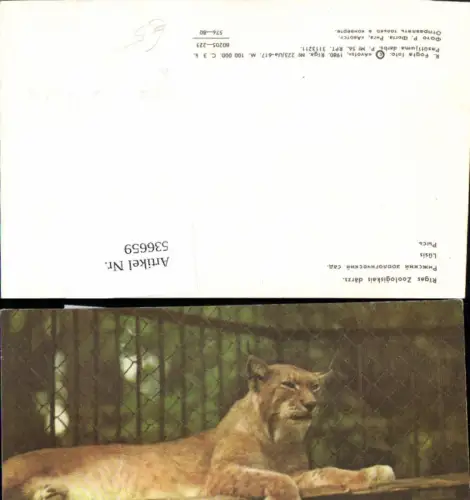 536659,Tiere Zoo Riga Lettland Gepard