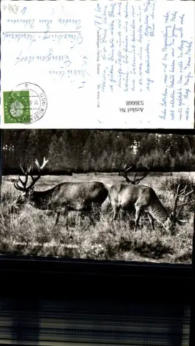 536668,Tiere Hirsche Hirsch Jagd