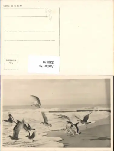 536670,Tiere Möven Meer Strand Möwen