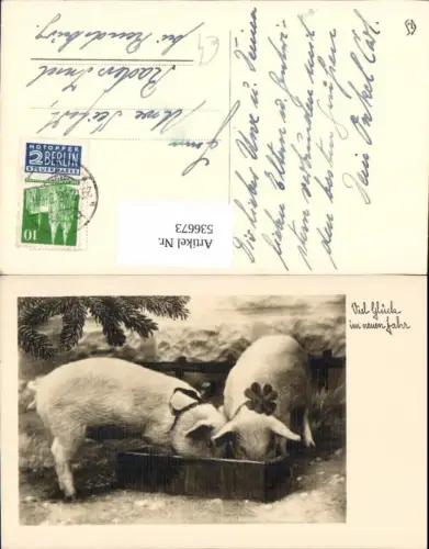 536673,Tiere Ferkel Schweine Neujahr Trog fressen