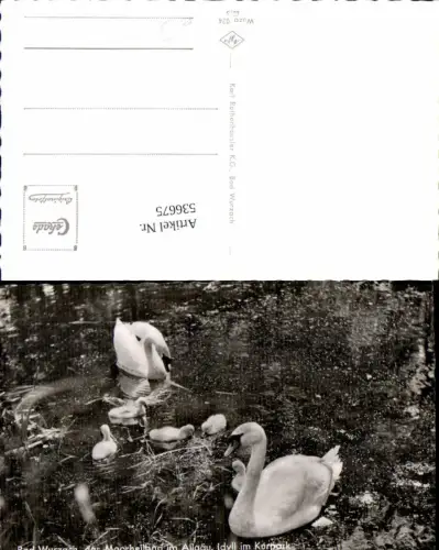536675,Tiere Schwan Schwäne Bad Wurzach Allgäu