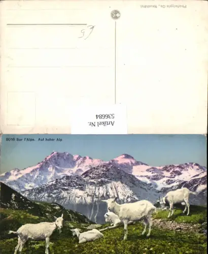 536684,Tiere Schafe Schweiz Hoher Alp