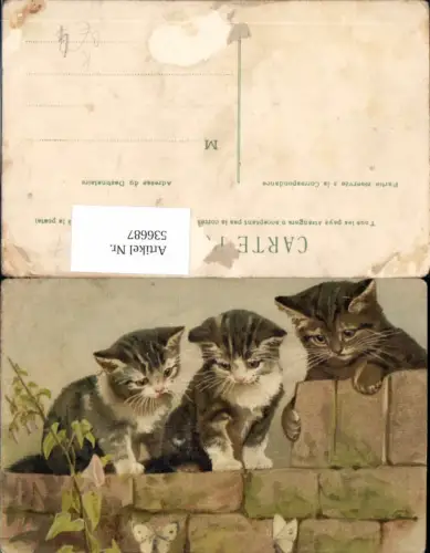 536687,Tiere Schmetterlinge Katze Katzen Schmetterling Litho