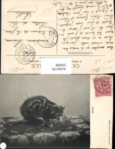 536688,Tiere Katze Minet