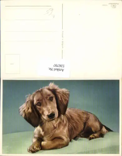 536797,tolle AK Tiere Hund