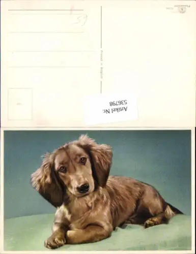 536798,tolle AK Tiere Hund