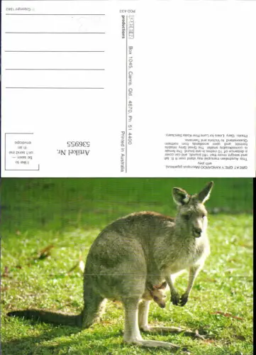536955,Känguru Kangaroo