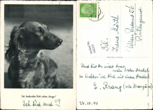 542231,Tiere Hund Hunde Dackel