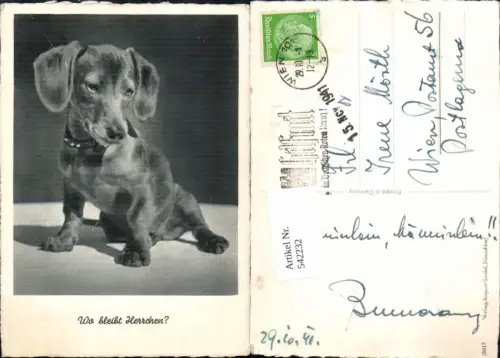 542232,Tiere Hund Hunde Dackel