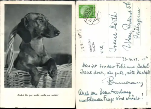 542234,Tiere Hund Hunde Dackel