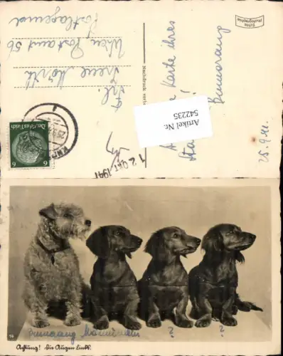 542235,Tiere Hund Hunde Dackel