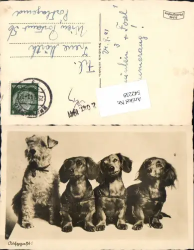 542239,Tiere Hund Hunde Dackel