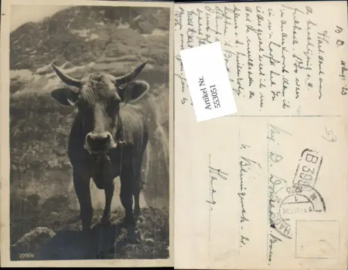 553051,Tiere Stier Rind Kuh