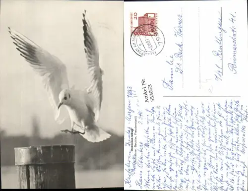 553053,Tiere Vogel Möwe Bodensee pub Bechtle Freudenstadt