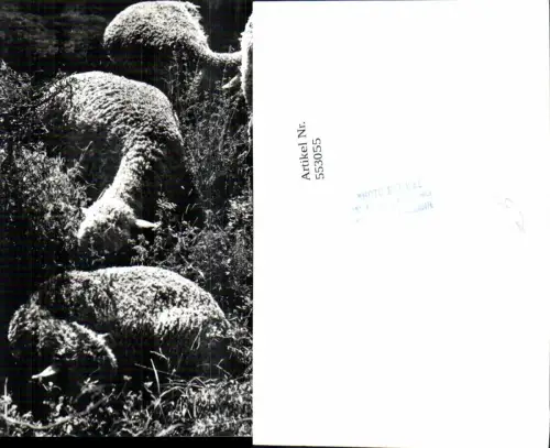 553055,Tiere Schafe Schaf pub Photo Barral Les aux de provence