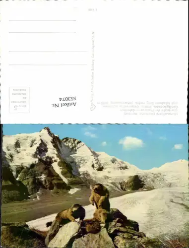553074,Tiere Murmeltiere Großglockner Heiligenblut