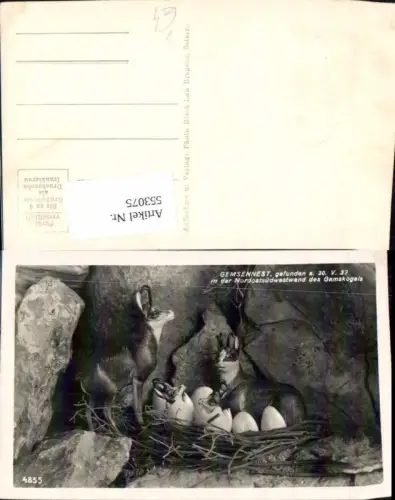 553075,Tiere Gemsennest Gemse Gemsen Gams Gamskogel pub Risch Lau