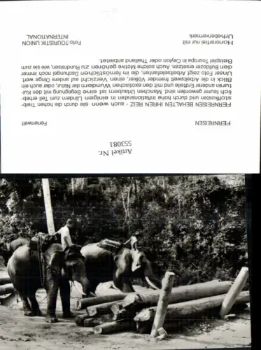 553081,Tiere Elefanten Elefant Thailand
