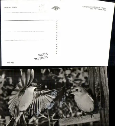 553085,Tiere Vogel Vögel