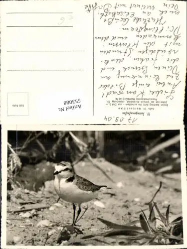 553088,Tiere Vogel Seeregenpfeifer pub Dr. Herbert Ecke