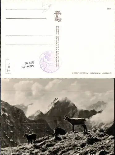 553096,Tiere Gemsen Gams Oberstdorf Allgäu
