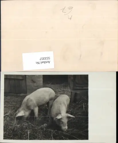 553357,Foto-AK Tiere Schweine Ferkel im Stall Bauernhof