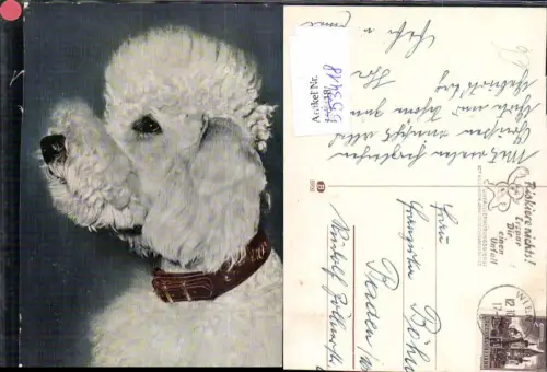 553418,Tiere Hund Puddel