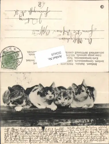 553419,tolle AK Tiere Katze Katzen