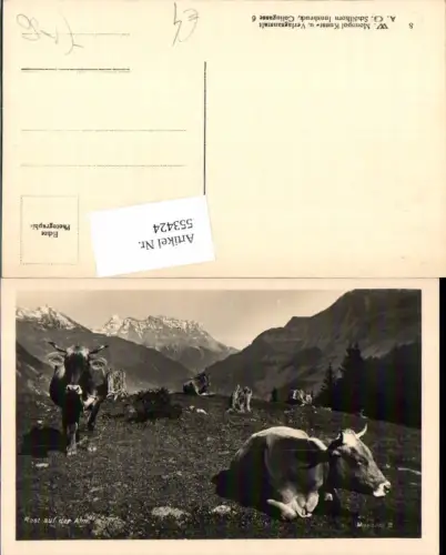 553424,Tiere Rast auf der Alm Kühe Kuh