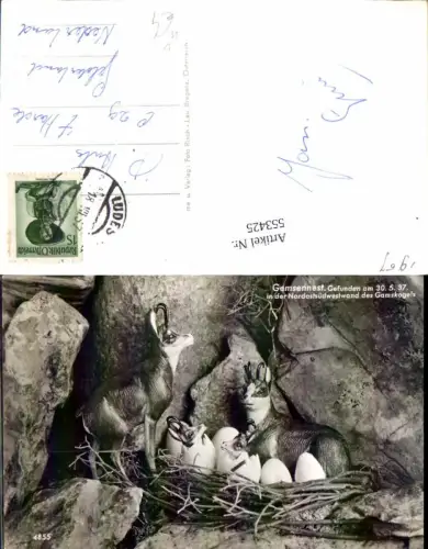 553425,Tiere Gemse Gemsen Gamskogel