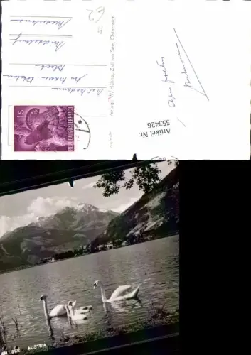 553426,Tiere Schwäne Schwan Zell am See