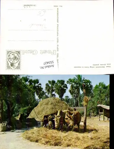 553427,Tiere Farmer Cows Kühe Kuh Thailand